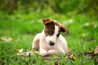 Portrait of dog relaxing on field