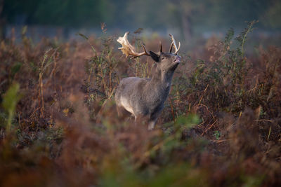 Deer standing on field