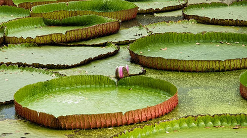 High angle view of water lily in lake