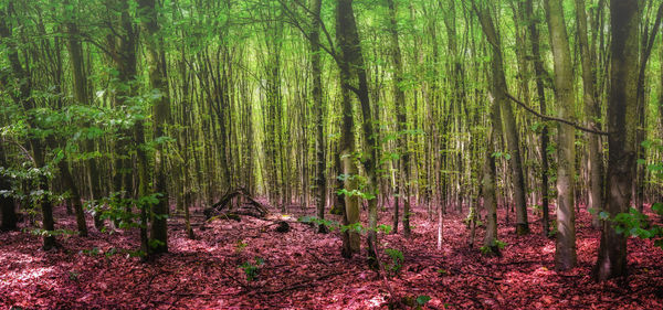 View of trees in forest