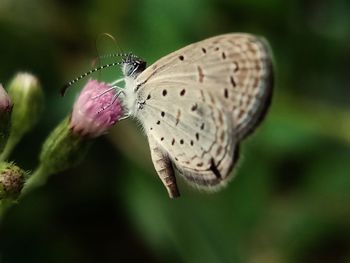 Close-up of butterfly pollinating on flower