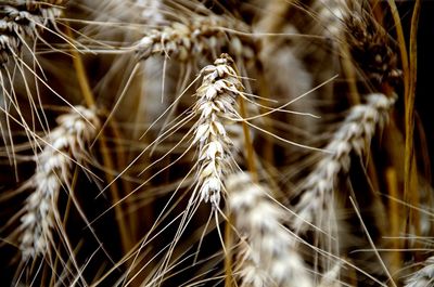 Close-up of wheat plants