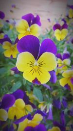 Close-up of purple flower blooming