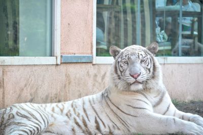 Portrait of cat sitting in a zoo