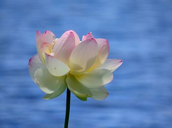 Close-up of pink lotus water lily in lake