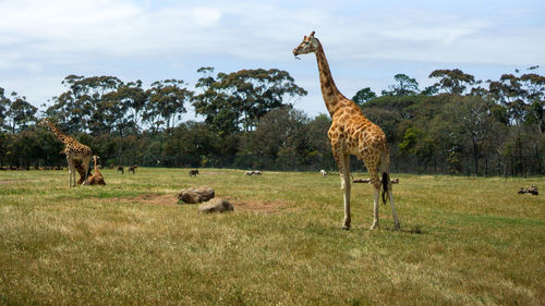 View of sheep on field