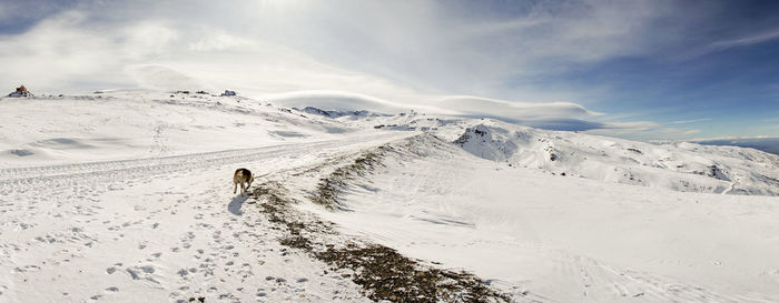 Rear view of dog on snowcapped landscape against sky