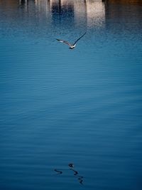 Seagulls flying over water