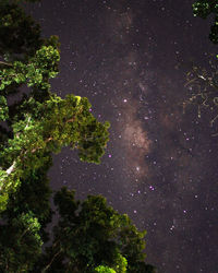 Low angle view of trees against sky at night