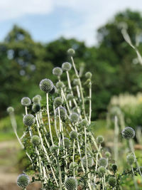 Close-up of flowering plants on field