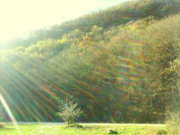 Scenic view of field against trees