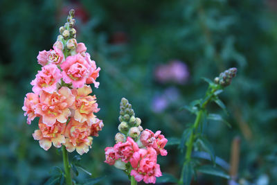 Close-up of pink flowering plant