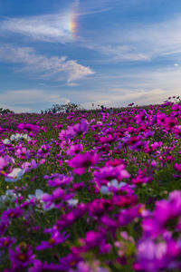 Awaji hanajiji cosmos field
