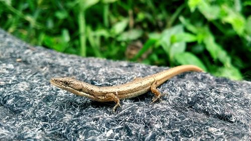 Close-up of a lizard on leaf