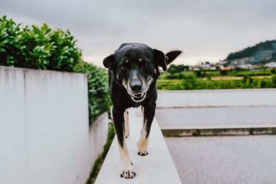 Portrait of black dog standing against sky