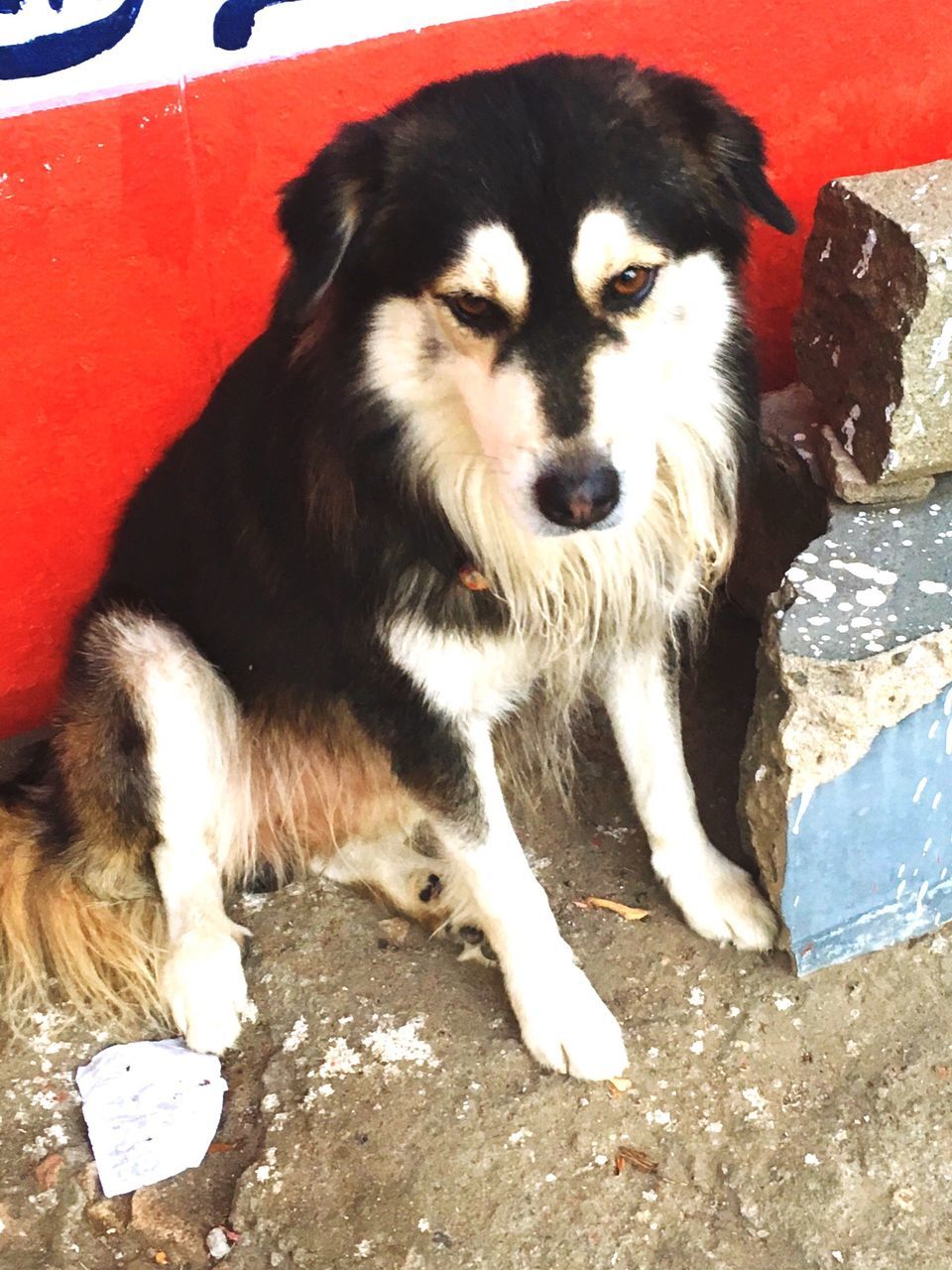 animal themes, pets, one animal, domestic animals, dog, mammal, no people, portrait, day, close-up, outdoors