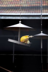 Close-up of bird perching in cage