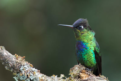 Close-up of bird perching on branch