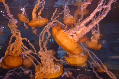 Close-up of jellyfish swimming in water