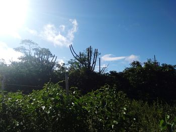 Low angle view of trees on field against sky