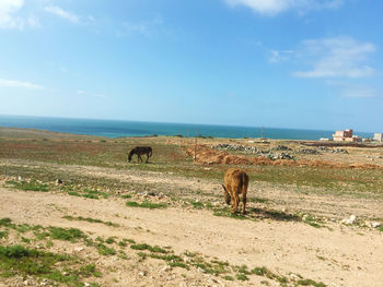  moroccan countryside a long de road donkey sin freedom