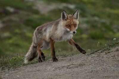 Fox walking 