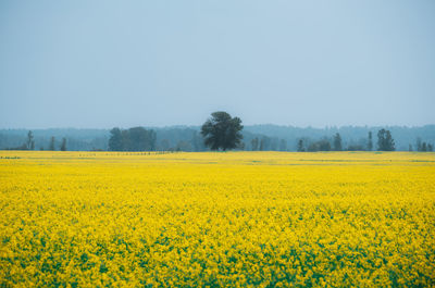 Scenic view of oilseed rape field against clear sky
