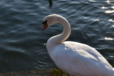 Close-up of swan swimming in lake