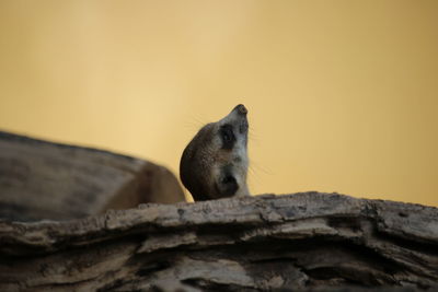 A little meerkat hiding behind a wood are looking in the sky