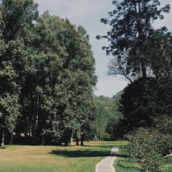 Road passing through forest