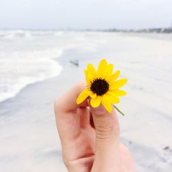 Cropped hand holding yellow flower at beach