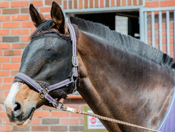 Close-up of horse during sunny day