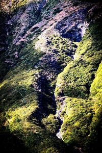 Aerial view of forest