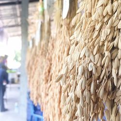 Close-up of wheat plants hanging outdoors