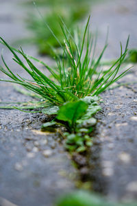 Close-up of plant growing on field