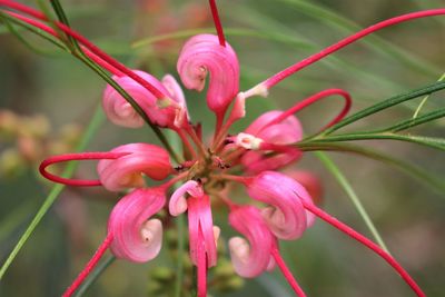 Close-up of pink flower