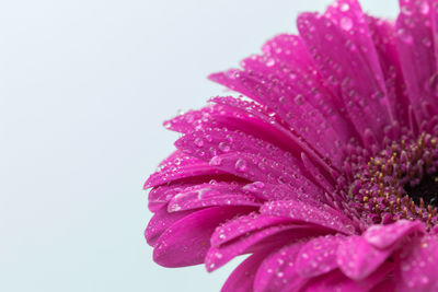 Close-up of wet pink flower against white background