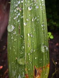 Close-up of raindrops on grass