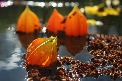 Close-up of orange leaves against sky during autumn