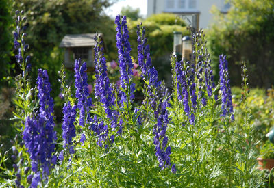 Aconitum napellus, monkshood or wolfs bane, a poisonous perennial herb, in  a cottage garden