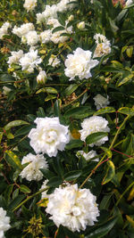 Close-up of white flowers