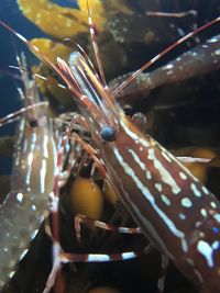 Close-up of hand feeding