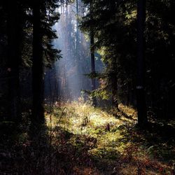 Trees growing in forest