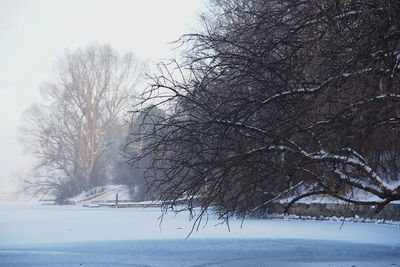 Bare trees on snow covered field