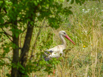 A young white stork crawls in a grass field for food.
