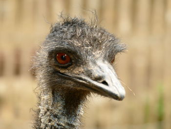 Close-up portrait of a bird