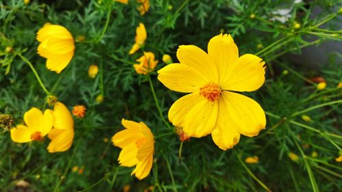 Close-up of yellow flowering plant on field