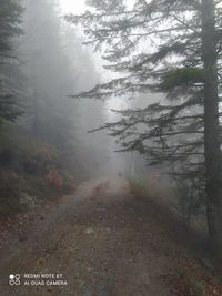 Road amidst trees in forest