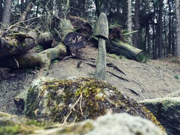 Trees in forest