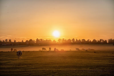 Scenic view of field against sky during sunset